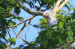 Great Potoo